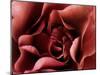 Rose-Christian Sarramon-Mounted Art Print