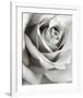 Rose-Steven N^ Meyers-Framed Art Print