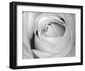 Rose-Art Photo Pro-Framed Art Print