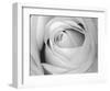 Rose-Art Photo Pro-Framed Art Print