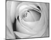 Rose-Art Photo Pro-Mounted Art Print