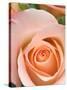 Rose-Jamie & Judy Wild-Stretched Canvas
