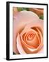 Rose-Jamie & Judy Wild-Framed Photographic Print