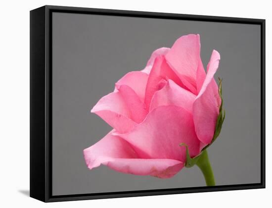 Rose-Jamie & Judy Wild-Framed Stretched Canvas