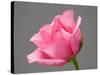 Rose-Jamie & Judy Wild-Stretched Canvas