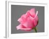 Rose-Jamie & Judy Wild-Framed Photographic Print