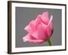 Rose-Jamie & Judy Wild-Framed Photographic Print