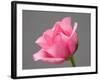 Rose-Jamie & Judy Wild-Framed Photographic Print