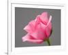 Rose-Jamie & Judy Wild-Framed Photographic Print