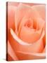 Rose-Jamie & Judy Wild-Stretched Canvas