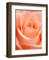 Rose-Jamie & Judy Wild-Framed Photographic Print