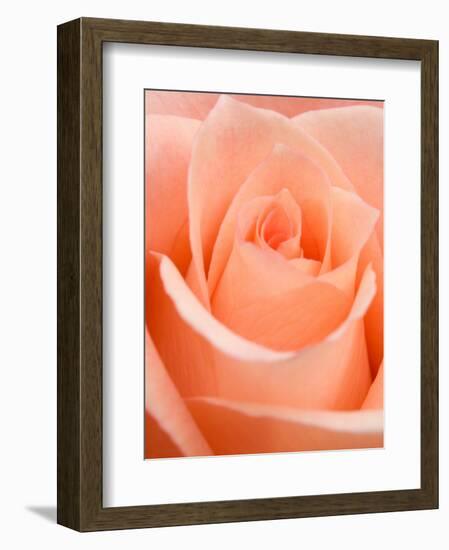 Rose-Jamie & Judy Wild-Framed Photographic Print