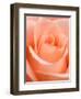 Rose-Jamie & Judy Wild-Framed Photographic Print