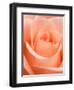 Rose-Jamie & Judy Wild-Framed Photographic Print