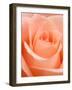 Rose-Jamie & Judy Wild-Framed Photographic Print