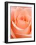 Rose-Jamie & Judy Wild-Framed Photographic Print