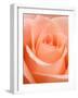 Rose-Jamie & Judy Wild-Framed Photographic Print