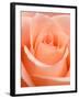 Rose-Jamie & Judy Wild-Framed Photographic Print