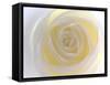 Rose-Nadia Isakova-Framed Stretched Canvas