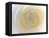 Rose-Nadia Isakova-Framed Stretched Canvas