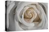 Rose-Gordon Semmens-Stretched Canvas