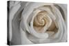 Rose-Gordon Semmens-Stretched Canvas