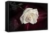 Rose-Gordon Semmens-Framed Stretched Canvas