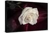 Rose-Gordon Semmens-Stretched Canvas