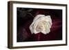 Rose-Gordon Semmens-Framed Photographic Print