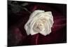 Rose-Gordon Semmens-Mounted Photographic Print