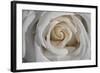 Rose-Gordon Semmens-Framed Photographic Print