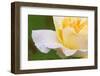 Rose-Lynn M^ Stone-Framed Photographic Print