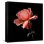 rose-Magda Indigo-Framed Stretched Canvas