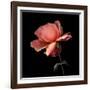 rose-Magda Indigo-Framed Photographic Print