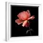 rose-Magda Indigo-Framed Photographic Print