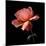 rose-Magda Indigo-Mounted Photographic Print