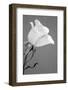 Rose.-Jamie & Judy Wild-Framed Photographic Print