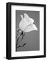 Rose.-Jamie & Judy Wild-Framed Photographic Print