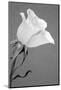 Rose.-Jamie & Judy Wild-Mounted Photographic Print