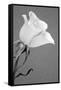 Rose.-Jamie & Judy Wild-Framed Stretched Canvas