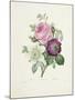 Rose-Pierre-Joseph Redouté-Mounted Giclee Print