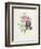 Rose-Pierre-Joseph Redouté-Framed Giclee Print