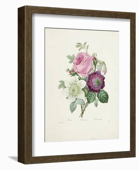 Rose-Pierre-Joseph Redouté-Framed Giclee Print