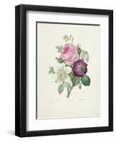 Rose-Pierre-Joseph Redouté-Framed Giclee Print