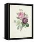 Rose-Pierre-Joseph Redouté-Framed Stretched Canvas