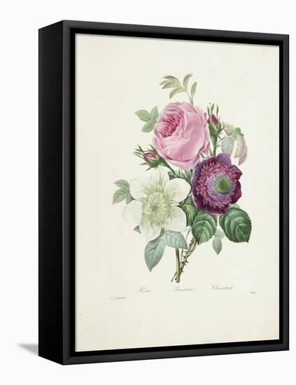 Rose-Pierre-Joseph Redouté-Framed Stretched Canvas