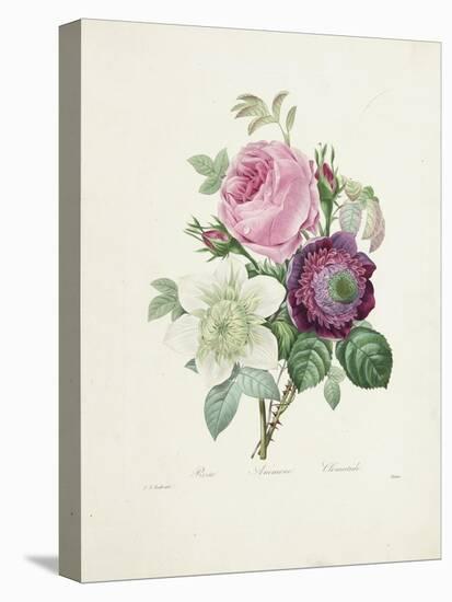 Rose-Pierre-Joseph Redouté-Stretched Canvas