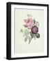 Rose-Pierre-Joseph Redouté-Framed Giclee Print