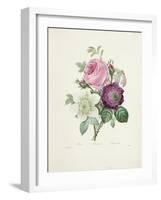 Rose-Pierre-Joseph Redouté-Framed Giclee Print