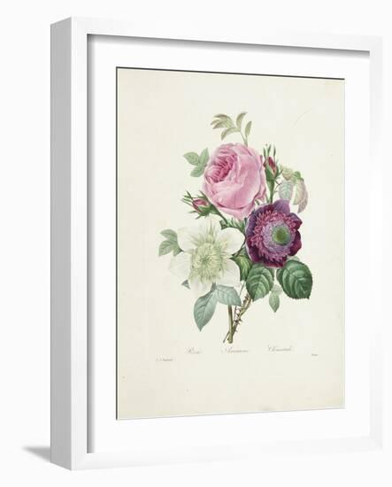 Rose-Pierre-Joseph Redouté-Framed Giclee Print